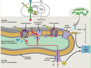 By
Thanyamon
Chaturavitkul
16
 