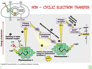 NON – CYCLIC ELECTRON TRANSFER
By
Thanyamon
Chaturavitkul
17
 