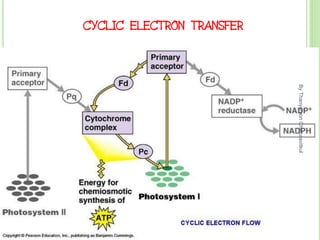 CYCLIC ELECTRON TRANSFER
By
Thanyamon
Chaturavitkul
18
 