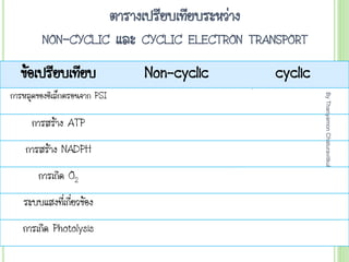 ตารางเปรียบเทียบระหว่าง
NON-CYCLIC และ CYCLIC ELECTRON TRANSPORT
ข้อเปรียบเทียบ Non-cyclic cyclic
การหลุดของอิเล็กตรอนจาก PSI มี NADP+ เป็นตัวรับเกิด NADPH ไปที่ cyt. complex กลับสู่ PSI
การสร้าง ATP มี มี
การสร้าง NADPH มี ไม่มี
การเกิด O2 มี ไม่มี
ระบบแสงที่เกี่ยวข้อง PSII และ PSI PSI เท่านัน
การเกิด Photolysis เกิด ไม่เกิด
By
Thanyamon
Chaturavitkul
19
 