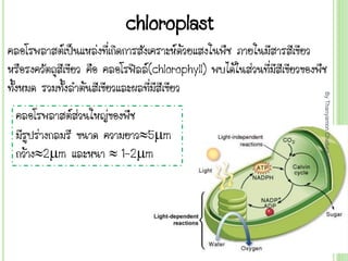 chloroplast
คลอโรพลาสต์เป็นแหล่งที่เกิดการสังเคราะห์ด้วยแสงในพืช ภายในมีสารสีเขียว
หรือรงควัตถุสีเขียว คือ คลอโรฟิลล์(chlorophyll) พบได้ในส่วนที่มีสีเขียวของพืช
ทังหมด รวมทังล้าต้นสีเขียวและผลที่มีสีเขียว
คลอโรพลาสต์ส่วนใหญ่ของพืช
มีรูปร่างกลมรี ขนาด ความยาว5m
กว้าง2m และหนา 1-2m
By
Thanyamon
Chaturavitkul
3
 