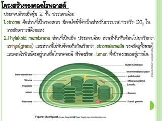 โครงสร้างของคลอโรพลาสต์
ประกอบด้วยเยื่อหุ้ม 2 ชัน ประกอบด้วย
1.stroma คือส่วนที่เป็นของเหลว มีเอนไซม์ที่จ้าเป็นส้าหรับกระบวนการตรึง CO2 ใน
การสังเคราะห์ด้วยแสง
2.Thylakoid membrane ส่วนที่เป็นเยื่อ ประกอบด้วย ส่วนที่พับทับซ้อนไปมาเรียกว่า
กรานุม(grana) และส่วนที่ไม่ทับซ้อนทับกันเรียกว่า stromalamella รงควัตถุทังหมด
และคลอโรฟิลล์จะอยู่บนเยื่อไทลาคอยด์ มีช่องเรียก lumen ซึ่งมีของเหลวอยู่ภายใน
By
Thanyamon
Chaturavitkul
4
 