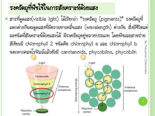 รงควัตถุที่พืชใช้ในการสังเคราะห์ด้วยแสง
 สารที่ดูดแสง(visible light) ได้เรียกว่า “รงควัตถุ (pigments)” รงควัตถุที่
แตกต่างกันจะดูดแสงที่มีความยาวคลื่นแสง (wavelength) ต่างกัน สิ่งมีชีวิตแต่
ละชนิดที่สังเคราะห์ด้วยแสงได้ มีรงควัตถุอยู่หลายประเภท โดยพืชและสาหร่าย
สีเขียวมี chlorophyll 2 ชนิดคือ chlorophyll a และ chlorophyll b
นอกจากคลอโรฟิลล์แล้วยังมี carotenoids, phycobilins, phycobilin
By
Thanyamon
Chaturavitkul
5
 