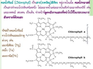 คลอโรฟีลล์ (Chlorophyll) เป็นสาร(รงควัตถุ)สีเขียว อยู่ภายในเม็ด คลอโรพลาสต์
เป็นสารจ้าพวกโปรตีนชนิดหนึ่ง ไม่ละลายน้าแต่ละลายในตัวท้าละลายอินทรีย์ เช่น
แอลกอฮอล์ เฮกเซน เป็นต้น ท้าหน้าที่ดูดพลังงานแสงเพื่อน้าไปใช้ในกระบวนการ
สังเคราะห์ด้วยแสง
พืชสร้างคลอโรฟีลล์
จากโปรตีนและแร่ธาตุ
ต่างๆ เช่น
แมกนีเซียม (Mg)
เหล็ก (Fe)
แมงกานีส(Mn)
By
Thanyamon
Chaturavitkul
7
 