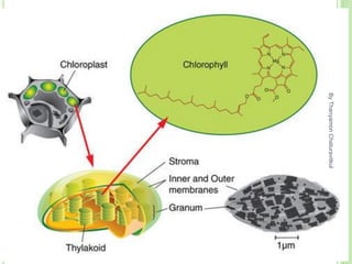 By
Thanyamon
Chaturavitkul
8
 