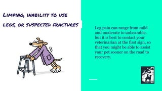 Limping, inability to use
legs, or suspected fractures Leg pain can range from mild
and moderate to unbearable,
but it is best to contact your
veterinarian at the first sign, so
that you might be able to assist
your pet sooner on the road to
recovery.
 