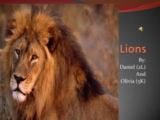 Lions By:  Daniel (2L) And  Olivia (5K) 