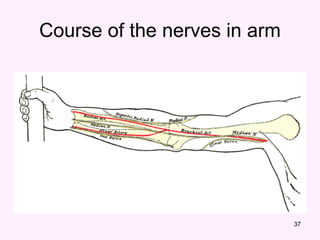 37
Course of the nerves in arm
 