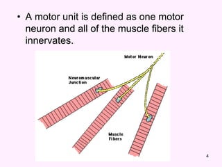 4
• A motor unit is defined as one motor
neuron and all of the muscle fibers it
innervates.
 