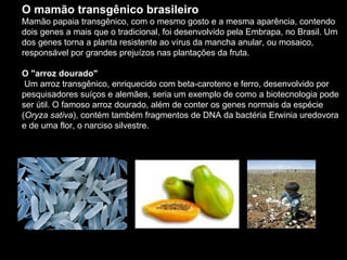 O mamão transgênico brasileiro Mamão papaia transgênico, com o mesmo gosto e a mesma aparência, contendo dois genes a mais que o tradicional, foi desenvolvido pela Embrapa, no Brasil. Um dos genes torna a planta resistente ao vírus da mancha anular, ou mosaico, responsável por grandes prejuízos nas plantações da fruta. O "arroz dourado" Um arroz transgênico, enriquecido com beta-caroteno e ferro, desenvolvido por pesquisadores suíços e alemães, seria um exemplo de como a biotecnologia pode ser útil. O famoso arroz dourado, além de conter os genes normais da espécie ( Oryza sativa ), contém também fragmentos de DNA da bactéria Erwinia uredovora e de uma flor, o narciso silvestre.  
