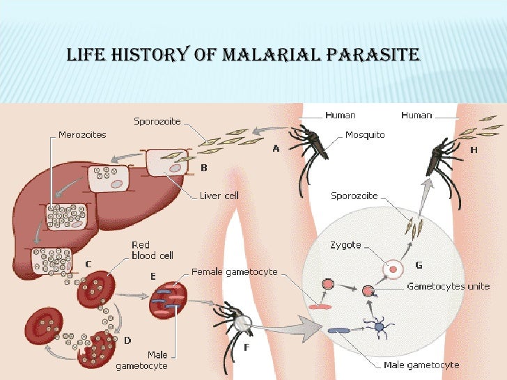 Image result for malaria epidemiology