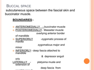 BUCCAL SPACE
BOUNDARIES:-
 ANTERIOMEDIALLY - buccinator muscle
 POSTERIOMEDIALLY- Masseter muscle
overlying anterior border
of mandible
 SUPERIORILY -zygomatic process of
maxilla
zygomaticus major and
minor
 INFERIORLY - deep fascia attached to
mandible
& depressor anguli
oris
LATERALLY - platysma musle and
extension of
deep fascia from
subcutaneous space between the fascial skin and
buccinator muscle.
 