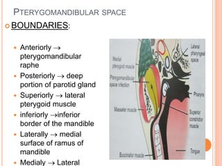 PTERYGOMANDIBULAR SPACE
 BOUNDARIES:
 Anteriorly 
pterygomandibular
raphe
 Posteriorly  deep
portion of parotid gland
 Superiorly  lateral
pterygoid muscle
 inferiorly inferior
border of the mandible
 Laterally  medial
surface of ramus of
mandible
 Medialy  Lateral
 