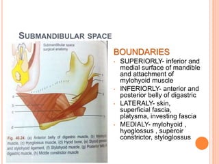 SUBMANDIBULAR SPACE
BOUNDARIES
• SUPERIORLY- inferior and
medial surface of mandible
and attachment of
mylohyoid muscle
• INFERIORLY- anterior and
posterior belly of digastric
• LATERALY- skin,
superficial fascia,
platysma, investing fascia
• MEDIALY- mylohyoid ,
hyoglossus , superoir
constrictor, styloglossus
 