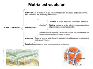 Matriz extracelular
Matriz extracelular
Definición : es el medio en el que están embebidas las células de los tejidos animales.
Está compuesta por proteínas y polisacáridos.
Composición
Funciones
Localización: abundante en tejidos conectivos (conjuntivo, cartilaginoso)
Proteínas
Polisacáridos: se presentan como un gel, el más importante es el ácido
hialurónico (heteropolisacárido en tejido conjuntivo).
Colágeno: es la más abundante, proporciona resistencia
Elastina: importante en los pulmones, vasos sanguíneos
o ligamentos, proporciona elasticidad.
Servir de nexo de unión, llenar los espacios intercelulares y dar consistencia a
los órganos y tejidos.
 