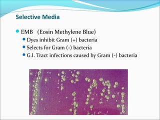 Selective Media 
EMB (Eosin Methylene Blue) 
Dyes inhibit Gram (+) bacteria 
Selects for Gram (-) bacteria 
G.I. Tract infections caused by Gram (-) bacteria 
 