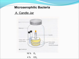 Microaerophilic Bacteria 
A. Candle Jar 
16 % O2 
4 % CO2 
 