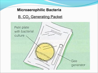 Microaerophilic Bacteria 
B. CO2 Generating Packet 
 