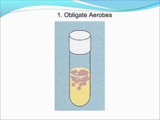 1. Obligate Aerobes 
 