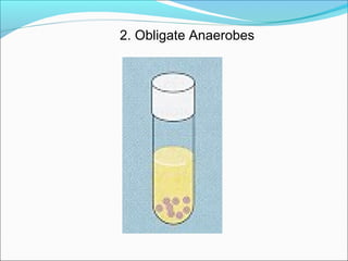 2. Obligate Anaerobes 
 