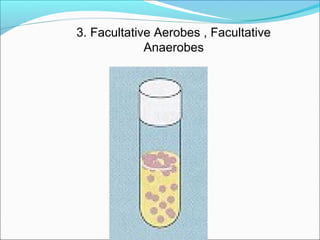 3. Facultative Aerobes , Facultative 
Anaerobes 
 
