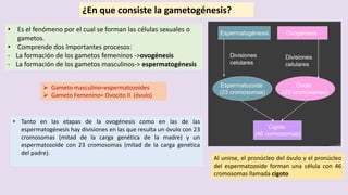 ¿En que consiste la gametogénesis?
• Es el fenómeno por el cual se forman las células sexuales o
gametos.
• Comprende dos importantes procesos:
- La formación de los gametos femeninos ->ovogénesis
- La formación de los gametos masculinos-> espermatogénesis
 Gameto masculino=espermatozoides
 Gameto Femenino= Ovocito II (óvulo)
• Tanto en las etapas de la ovogénesis como en las de las
espermatogénesis hay divisiones en las que resulta un óvulo con 23
cromosomas (mitad de la carga genética de la madre) y un
espermatozoide con 23 cromosomas (mitad de la carga genética
del padre).
Al unirse, el pronúcleo del óvulo y el pronúcleo
del espermatozoide forman una célula con 46
cromosomas llamada cigoto
 