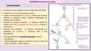 OVOGÉNESIS: Formación de ovocitos
ESPECIFICACIONES:
• La meiosis I en la mujeres se inicia antes del nacimiento.
• Presenta 2 millones de ovocitos al nacer
• Luego se interrumpe en la profase I hasta que la mujer
alcanza la madurez sexual. (Meiosis bloqueada en
profase I por 15 años)
• Cuando las mujeres alcanzan su madurez sexual las
células continúan la meiosis I en forma cíclica y pasan a
la meiosis II.
• Después de ovulación la meiosis nuevamente se
suspende en metafase II, continua sólo si hay
fecundación.
• La mujer produce un ovocito II mensual, hasta la
menopausia
• Desde pubertad, madura 1 ovocito / mes (1 / mes x 12
meses x 40 años = 400 en total )
 