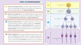 ETAPAS DE ESPERMATOGÉNESIS
 