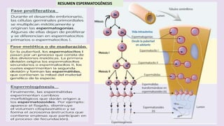 RESUMEN ESPERMATOGÉNESIS
 
