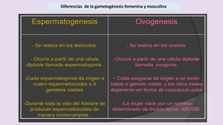 Diferencias de la gametogénesis femenina y masculina
 