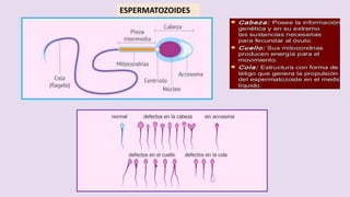 ESPERMATOZOIDES
 
