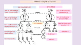 ACTIVIDAD : Complete los recuadros
Fase de Crecimiento
(espermatocito I-2n)
Fase de Multiplicación
(espermatogonias 2n)
Fase de Maduración
(espermatocito II –n)
Espermiogénesis
(diferenciación)
Espermatozoides
Cito II- haploides
Fase de Multiplicación
(ovogonias 2n)
Fase de Crecimiento
(ovocitos I-2n)
Fase de Maduración
(ovocitos II-n)
Polocitos-n
Ovótidas-n
Óvulo-n
ESPERMATOGÉNESIS OVOGÉNESIS
 