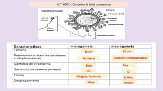 ACTIVIDAD : Complete la tabla comparativa
15 um 60 um
Alargada, fusiforme
Móvil
NO
Inmóvil
Esférica
SI
Alto
Nucleares y citoplasmáticas
Nucleares
Bajo
 