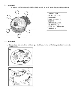 ACTIVIDAD2
 Escribe el número de la estructura indicada en el dibujo del núcleo celular de acuerdo a la lista adjunta.
ACTIVIDAD3:
1. Colorea todas las estructuras celulares que identifiques. Indica con flechas y escribe el nombre de
cada estructura.
1. CROMATINA
2. PORO NUCLEAR
3. RETÍCULO
ENDOPLASMÁTICO
RUGOSO
4. NUCLEOPLASMA
5. CARIOTECA O
ENVOLTURA NUCLEAR
6. NUCLEOLO
 