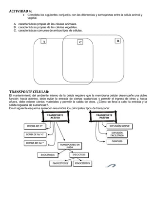ACTIVIDAD4:
 Completa los siguientes conjuntos con las diferencias y semejanzas entre la célula animal y
vegetal.
A. características propias de las células animales.
B. características propias de las células vegetales.
C. características comunes de ambos tipos de células.
TRANSPORTE CELULAR:
El mantenimiento del ambiente interno de la célula requiere que la membrana celular desempeñe una doble
función: hacia adentro, debe evitar la entrada de ciertas sustancias y permitir el ingreso de otras y, hacia
afuera, debe retener ciertos materiales y permitir la salida de otros. ¿Cómo se lleva a cabo la entrada y la
salida regulada de sustancias?.
En el siguiente esquema aparecen resumidos los principales tipos de transporte:
A BC
 