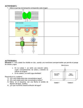ACTIVIDAD5:
1. Indica a qué tipo de transporte corresponde cada imagen:
ACTIVIDAD6:
Situación 1: “Una cubeta fue dividida en dos, usando una membrana semipermeable que permite el pasaje
de solutos y agua.
 En la cubeta 1, se vertió una solución salina,
cuyas concentraciones de soluto y solvente se
indican en la figura.
 En la cubeta 2, se vertió agua destilada”:
Responde en tu cuaderno:
1) ¿En cuál cubeta está más concentrada el agua?
2) ¿En cuál cubeta está más concentrado el soluto?
3) Indica, en el esquema, con una flecha el sentido de
difusión del agua. Justifica.
4) ¿En qué momento cesará la difusión del agua?
 