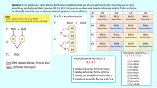 Ejercicio: En la calabaza el color blanco del fruto está determinado por el alelo dominante (B), mientras que el color
amarillo es producto del alelo recesivo (b). En otro cromosoma se ubica una característica que origina frutos en forma
de disco (D) mientras que su alelo recesivo (d) produce frutos esféricos
 