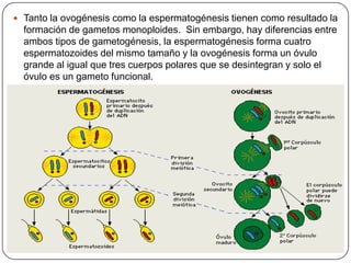  Tanto la ovogénesis como la espermatogénesis tienen como resultado la

formación de gametos monoploides. Sin embargo, hay diferencias entre
ambos tipos de gametogénesis, la espermatogénesis forma cuatro
espermatozoides del mismo tamaño y la ovogénesis forma un óvulo
grande al igual que tres cuerpos polares que se desintegran y solo el
óvulo es un gameto funcional.

 