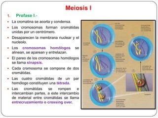 Meiosis I
1.

Profase I.-

 La cromatina se acorta y condensa.
 Los

cromosomas forman cromátidas
unidas por un centrómero.

 Desaparecen la membrana nuclear y el

nucleolo.
 Los

cromosomas homólogos
alinean, se aparean y entrelazan.

se

 El pareo de los cromosomas homólogos

se llama sinapsis.
 Cada cromosoma se compone de dos

cromátidas.
 Las

cuatro cromátidas de un par
homólogo constituyen una tétrada.

 Las

cromátidas
se
rompen
e
intercambian partes, a este intercambio
de material entre cromátidas se llama
entrecruzamiento o crossing over.

 