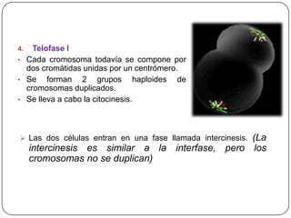 Telofase I
• Cada cromosoma todavía se compone por
dos cromátidas unidas por un centrómero.
• Se
forman 2 grupos haploides de
cromosomas duplicados.
• Se lleva a cabo la citocinesis.
4.

(La
intercinesis es similar a la interfase, pero los
cromosomas no se duplican)

 Las dos células entran en una fase llamada intercinesis.

 