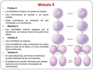 Meiosis II
1.

Profase II



La membrana nuclear y el núcleo se rompen.



Los cromosomas se acortan y se hacen
visibles.



Cada cromosoma se compone
cromátidas y un centrómero.

2.


3.

de

dos

Metafase II
Las cromátidas todavía pegadas por el
centrómero, se mueven hacia el ecuador de la
célula.
Anafase II



Las cromátidas se separan.



Una cromátida de cada cromosoma se mueve
hacia un polo de la célula y la otra cromátida
hacia el otro polo.

3.

Telofase II



En cada célula hija, se forma la membrana
nuclear alrededor de los cromosomas.



El citoplasma se divide, formando dos células
cada una con el número monoploide de
cromosomas.

 