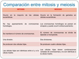 Comparación entre mitosis y meiosis
MITOSIS
Ocurre en la
eucarióticas.

mayoría

No hay apareamiento
homólogos.

MEIOSIS
de

de

las

células Ocurre en la formación de gametos en
células eucarióticas.

cromosomas Los cromosomas homólogos se parean en
sinapsis y puede ocurrir entrecruzamiento.

Se mantiene el número de cromosomas.

El número de cromosomas se divide de
diploide a monoploide.

Una división.

Dos divisiones.

Se producen dos células hijas.

Se producen cuatro células hijas.

Las células hijas tienen combinaciones
Las células hijas son idénticas entre sí y a la
variadas de cromosomas y no son idénticas a
célula madre.
la célula madre.

 