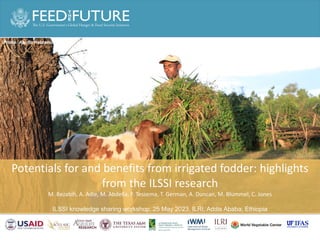 Photo Credit Goes Here
Potentials for and benefits from irrigated fodder: highlights
from the ILSSI research
M. Bezabih, A. Adie, M. Abdella, F. Tessema, T. German, A. Duncan, M. Blummel, C. Jones
ILSSI knowledge sharing workshop, 25 May 2023, ILRI, Addis Ababa, Ethiopia
Photo: Apollo Habtamu
 