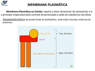 MEMBRANA PLASMÁTICA
     Membrana Plasmática ou Celular: separa o meio intracelular do extracelular e é
a principal responsável pelo controle da penetração e saída de substâncias da célula.
 ORGANIZAÇÃO BÁSICA: bicamada fluída de fosfolipídios, onde estão inseridas moléculas de
 proteínas.
 
