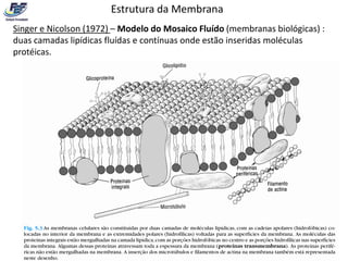 Estrutura da Membrana
Singer e Nicolson (1972) – Modelo do Mosaico Fluído (membranas biológicas) :
duas camadas lipídicas fluídas e contínuas onde estão inseridas moléculas
protéicas.
 