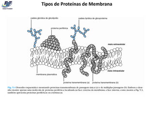 Tipos de Proteínas de Membrana
 
