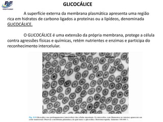 GLICOCÁLICE
         A superfície externa da membrana plasmática apresenta uma região
rica em hidratos de carbono ligados a proteínas ou a lipídeos, denominada
GLICOCÁLICE.

         O GLICOCÁLICE é uma extensão da própria membrana, protege a célula
contra agressões físicas e químicas, retém nutrientes e enzimas e participa do
reconhecimento intercelular.
 