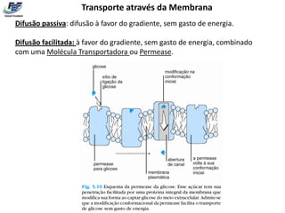 Transporte através da Membrana
Difusão passiva: difusão à favor do gradiente, sem gasto de energia.

Difusão facilitada: à favor do gradiente, sem gasto de energia, combinado
com uma Molécula Transportadora ou Permease.
 