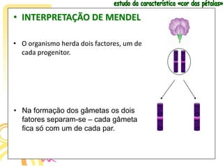 • INTERPRETAÇÃO DE MENDEL

• O organismo herda dois factores, um de
  cada progenitor.




• Na formação dos gâmetas os dois
  fatores separam-se – cada gâmeta
  fica só com um de cada par.
 