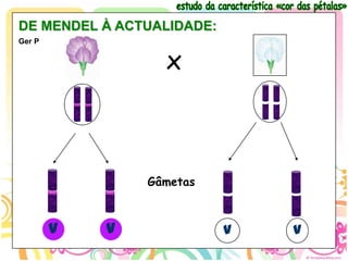 DE MENDEL À ACTUALIDADE:
Ger P


                  x



                Gâmetas



        V   V              v   v
 